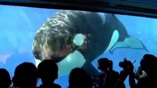 Blackfish Clip 3