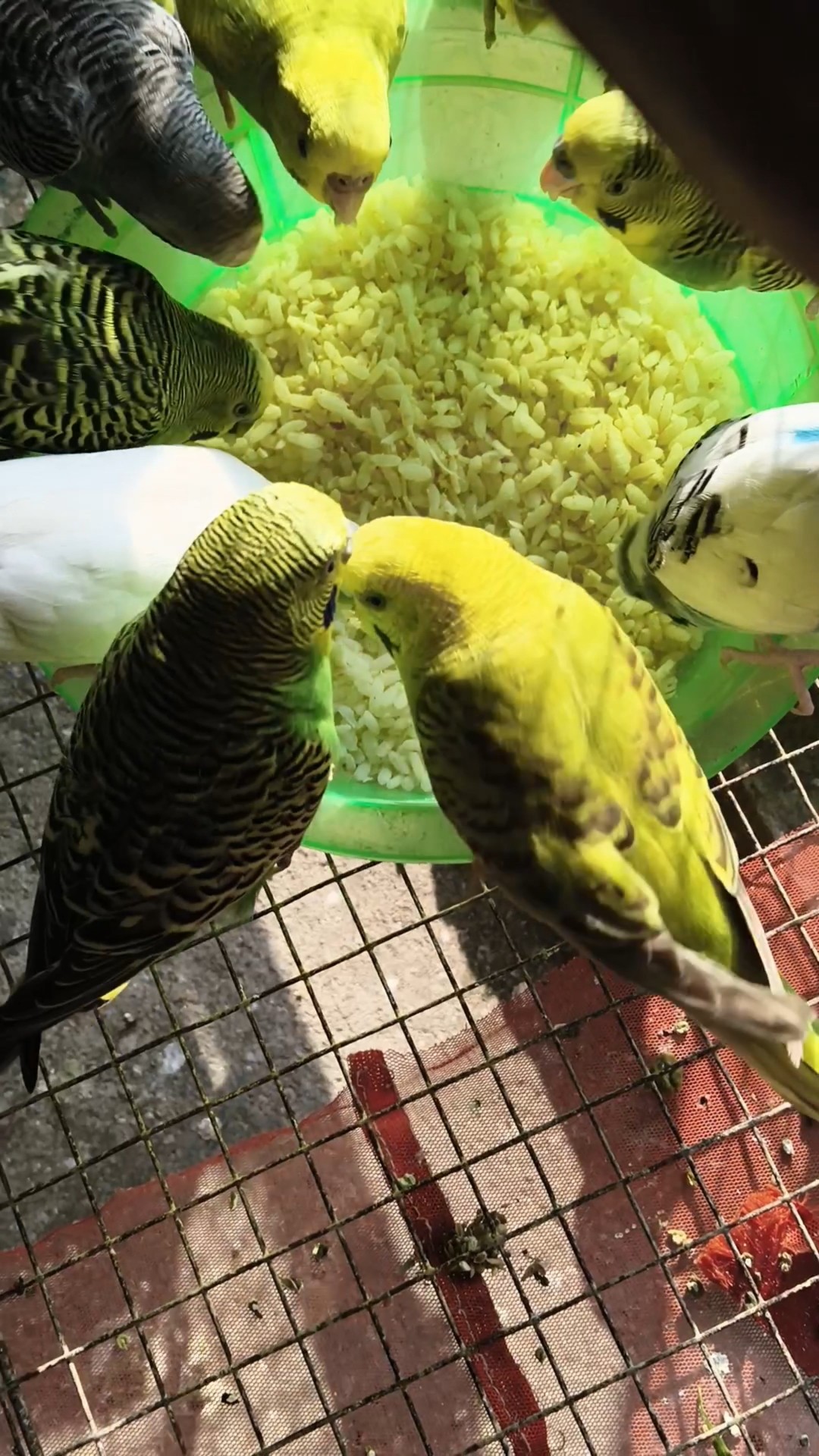 🐶পোষা প্রাণীদের ভালবাসা - ShareChat