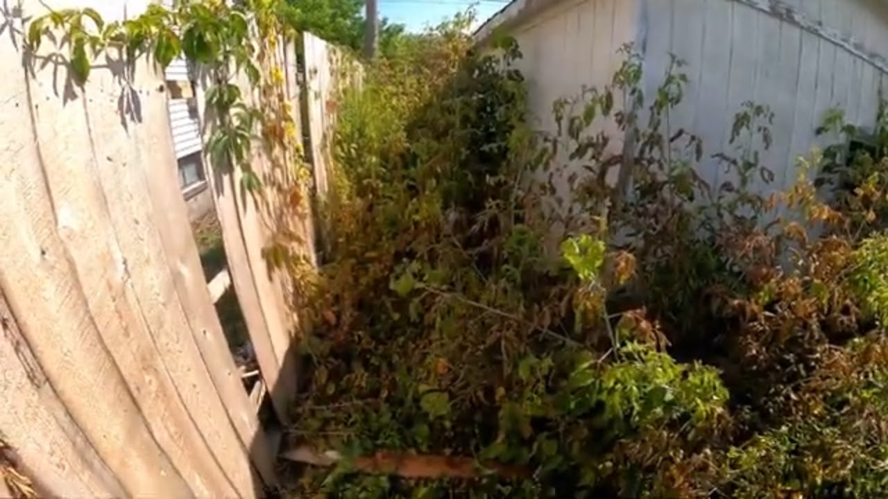 Extreme Overgrown Trees & Vines Cleanup Customer Very Happy