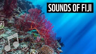 Underwater Sounds of Fiji | Meditation Sounds | WWF screenshot 3