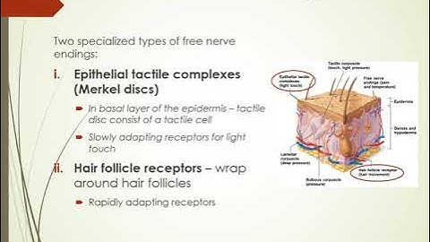 Chapter 14 Peripheral Nervous System