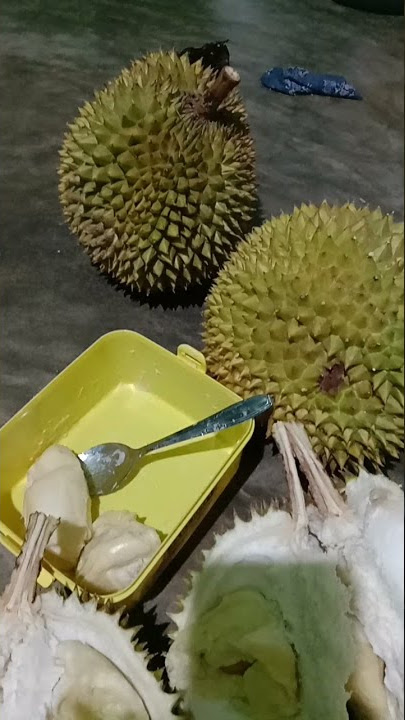 durian musang king lokal, mantap