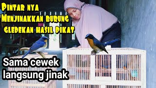 Cara Menjinakkan Burung Tledekan Hasil Mikat