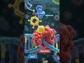 Lac Operon Part I , Bacteria 🦠 #biology #biologyshorts #molecularbiology