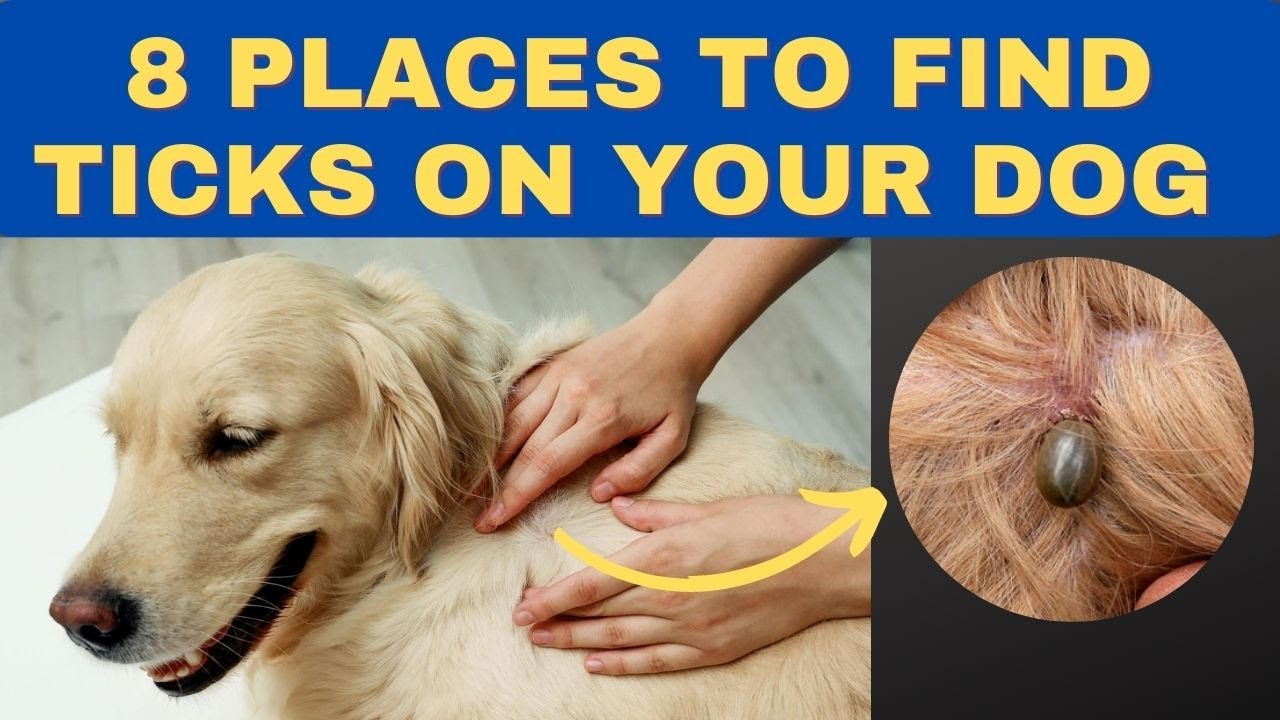 8 Places To Look For Ticks On Your Dog How To Find Ticks On Dogs