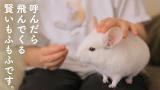 呼ばれるとやってくる膝乗りチンチラNo.275