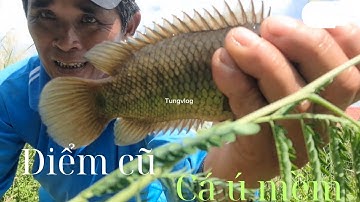 Trở lại điểm câu củ _Cá vẫn ú mềm như xưa, 