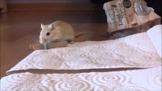 Gerbils being cute & funny