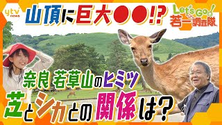 【若一調査隊】奈良のシンボル若草山の知られざる秘密に迫る！山を覆う芝と鹿との関係は!?山頂にある巨大な〇〇とは!?
