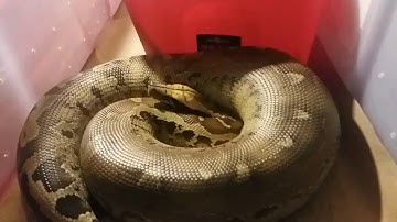 Sarawak short tail python
