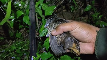 Soi đêm, và bẫy chim cút đêm mới nhất 2021