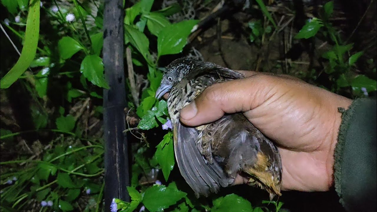 Soi đêm, và bẫy chim cút đêm mới nhất 2021