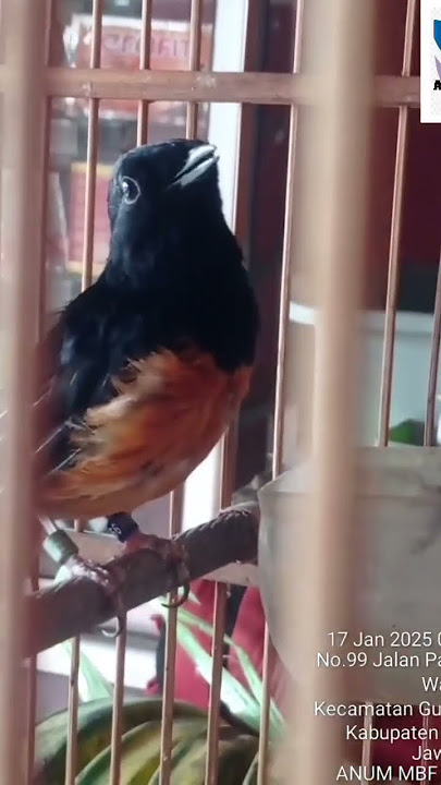 Download lagu Pancingan murai otomatis ngamuk 💪💪💪 #kicaumania #kicaumanianusantara #burungkicau  #muraibatugacor #