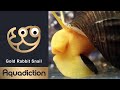 Gold rabbit snail  aquarium snails