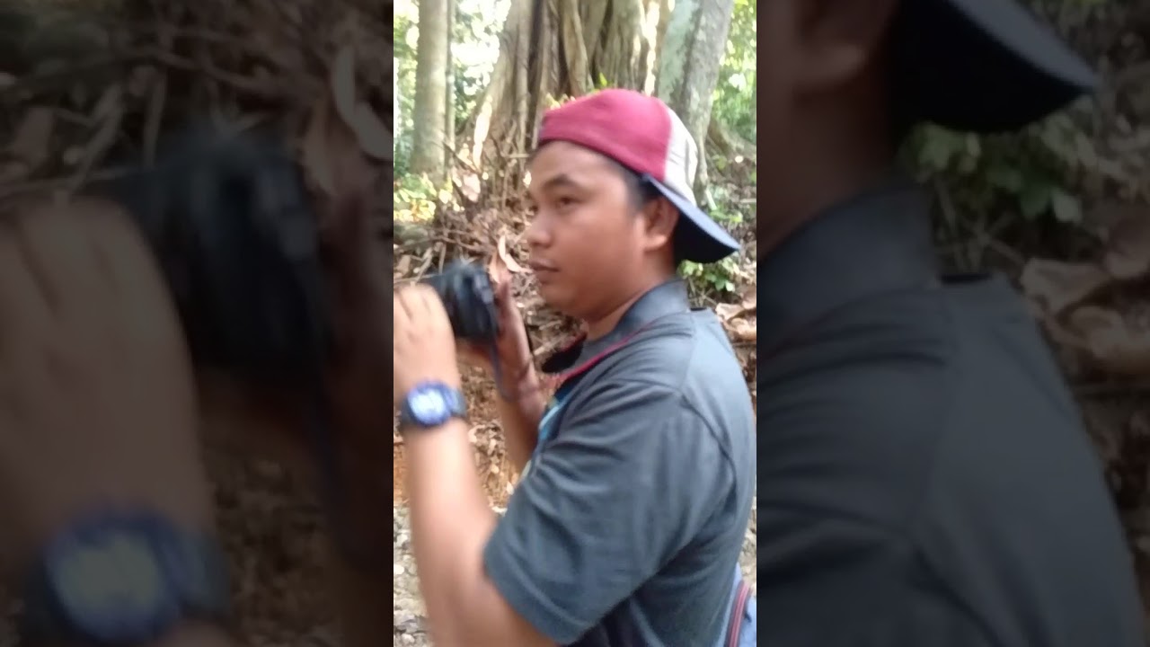 Hutan lindung yang ada di desa sajau (bulungan) kaltara.👍🇮🇩