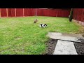 Playful Bunny Rabbits Game of Tag in the Garden 🐇🐇