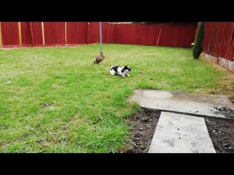Playful Bunny Rabbits