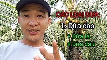 Giống dừa dâu, dừa ta - VƯỜN DỪA HẢI YẾN
