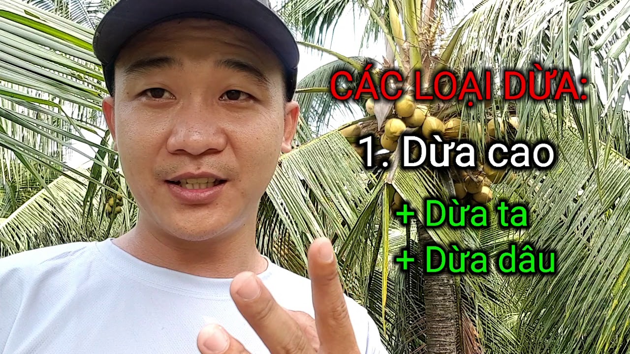 Giống dừa dâu, dừa ta - VƯỜN DỪA HẢI YẾN