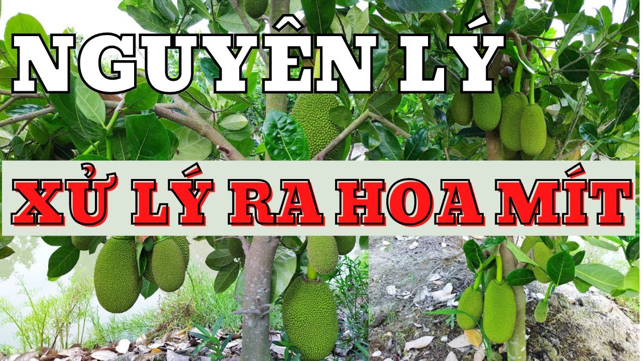 Xử lý ra hoa Mít | Nguyên lý cơ bản về xử lý ra hoa mít | Mít Thái siêu sớm | Lý thuyết cần biết