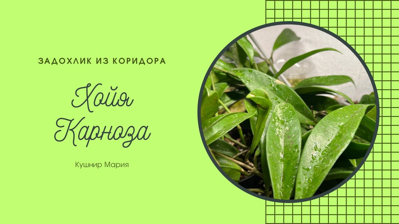 Задохлик из коридора: приводим Хойю Карнозу в нормальный вид