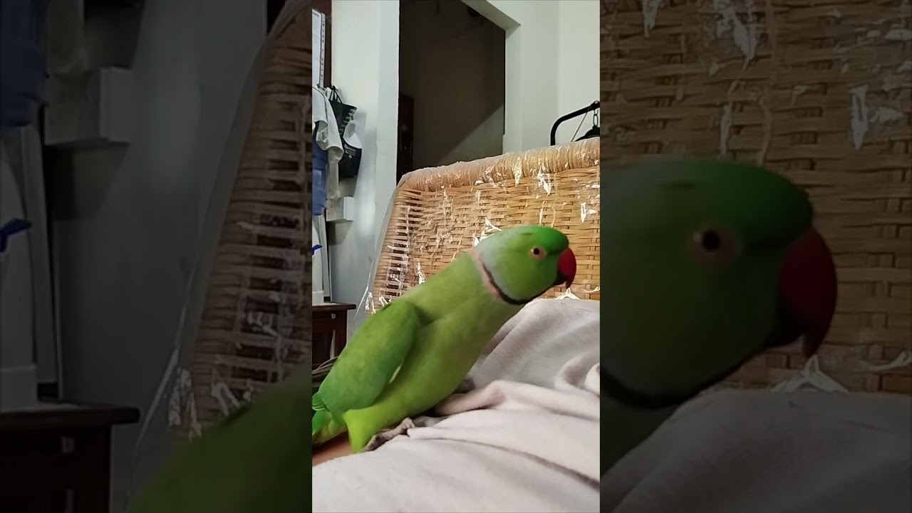 Parrot not respecting personal space 😜🥰❤️❣️💞