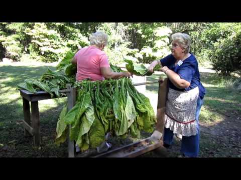 Stringing (Looping) Bright Leaf Tobacco