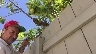 الترقيد الهوائي لشجرة الليمون/ الجزء الثاني/ Air Lemon Tree Plot / Part 2