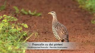 Francolin cu doi pinteni  Double spurred francolin  Pternistis bicalcaratus