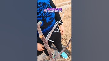 m-type branch splitter #Orchard Management #Fruit Tree Branch Puller #Fruit Tree Branch Puller