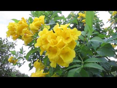 Video Cây Huỳnh Liên (cây Hoàng Yến, Tecoma stans) Sa Đéc... - youtube