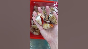 Ốc nhảy đỏ hàng mới chất lượng thơm tuyệt vời #shorts #short #shortvideo #hảisản #subscribe