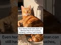 #catmom #cat #catshorts #cats #catsofusa #catlovers #catlove #cathealth #catparent