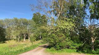 2022-05-23 Näktergal spel/sång, Södra bruket Degerhamn, Öland