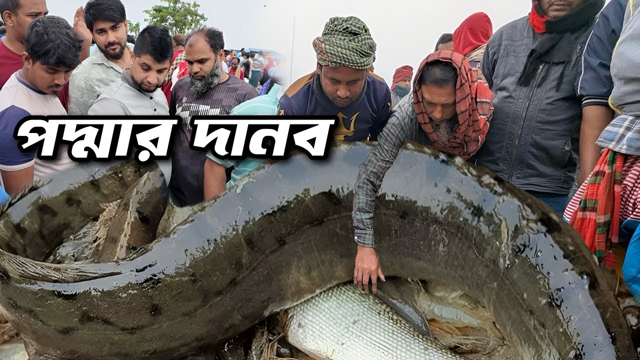 পদ্মার চরের দানব কিনতে হাজার মানুষের ভিড়!! Village fish market dohar meghula ghat | Dohar Fish