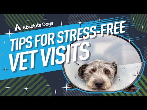 How to Make Vet Visits Stress-free for Your Dog