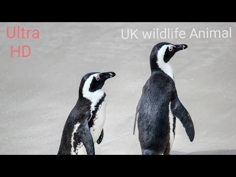 The African penguin