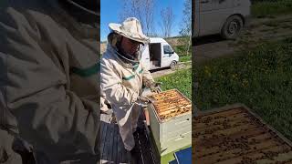 Какая порода пчёл у нас ? #пчеловодство #beekeeper #пчёлы #bee #2024 #honey #beekeeping