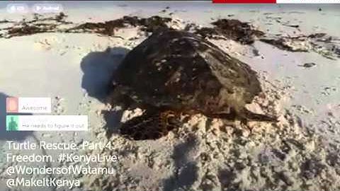 Turtle Rescue. Part 4: Freedom. ‪#‎KenyaLive‬ @WondersofWatamu @MakeItKenya