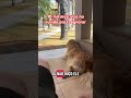Cachorro obediente? Eu não #goldenretreiver #pets #cachorro #retreiver #marcia #cachorros