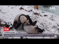 Реакція на сніг: китайський звіринець поділився кумедним відео із пандами