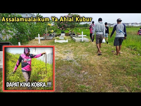 BERBURU ULAR KOBRA DAN BELUT.