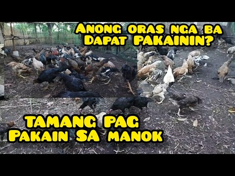 PAANO ANG TAMANG PAKAIN SA MANOK | ORAS NA DAPAT PAKAININ ANG MANOK