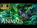 Capture de la vidéo Safari Animals Wild 4K 🐾 Relaxation Untamed Wildlife Amazing Movie With Calm Relaxing Piano Music