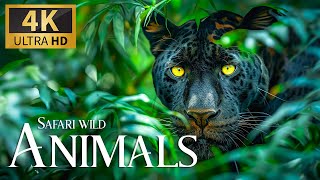 Safari Animals Wild 4K  Relaxation Untamed Wildlife Amazing Movie with Calm Relaxing Piano Music