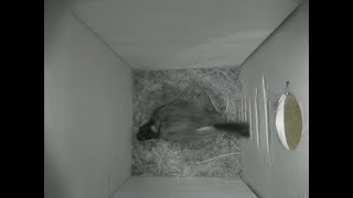Nestbox 20180708/21:00 - 1948 frames with movement