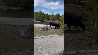 Man Poses Close to a Bison to Take a Selfie