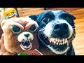 Funniest Dogs And Cats Videos - Funny Animal Videos, Best of the 2021 😃