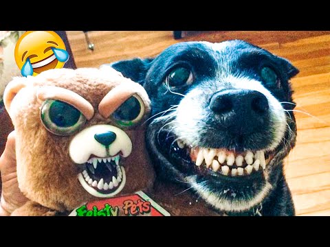 Funniest Dogs And Cats Videos – Funny Animal Videos, Best of the 2021 😃