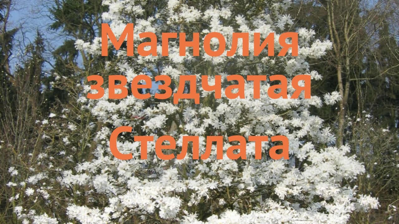 Магнолия звездчатая Стеллата (magnolia stellata) 🌿 обзор: как сажать, саженцы магнолии Стеллата